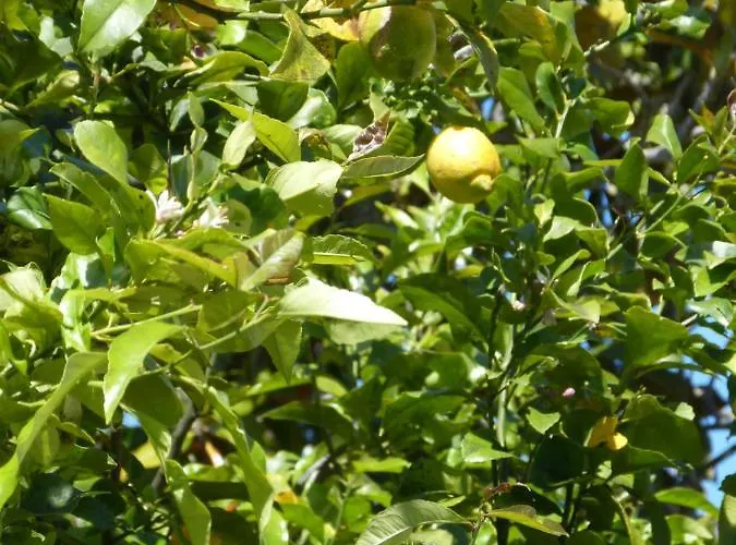 10mm A Pied Des Plages, Olympe Climatise Антиб